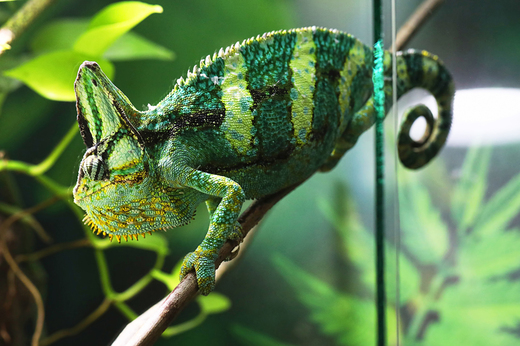 Chameleon jemenský.jpg